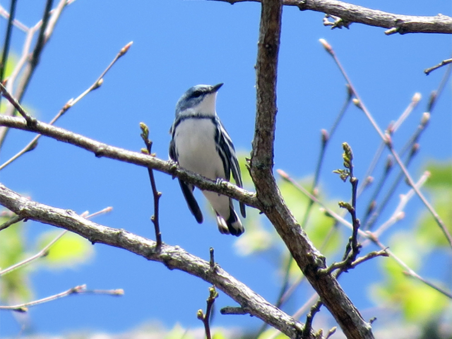 Cerulean Warbler by Ventures Birding Tours